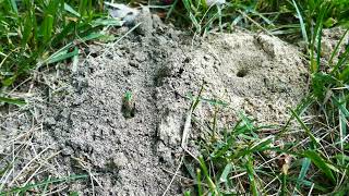 Agapostemon virescens (Bicolored Striped Sweat Bee) Communal Nest