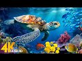Ocan 4k  animaux marins pour la dtente beau poisson de rcif corallien en aquarium  4k vido