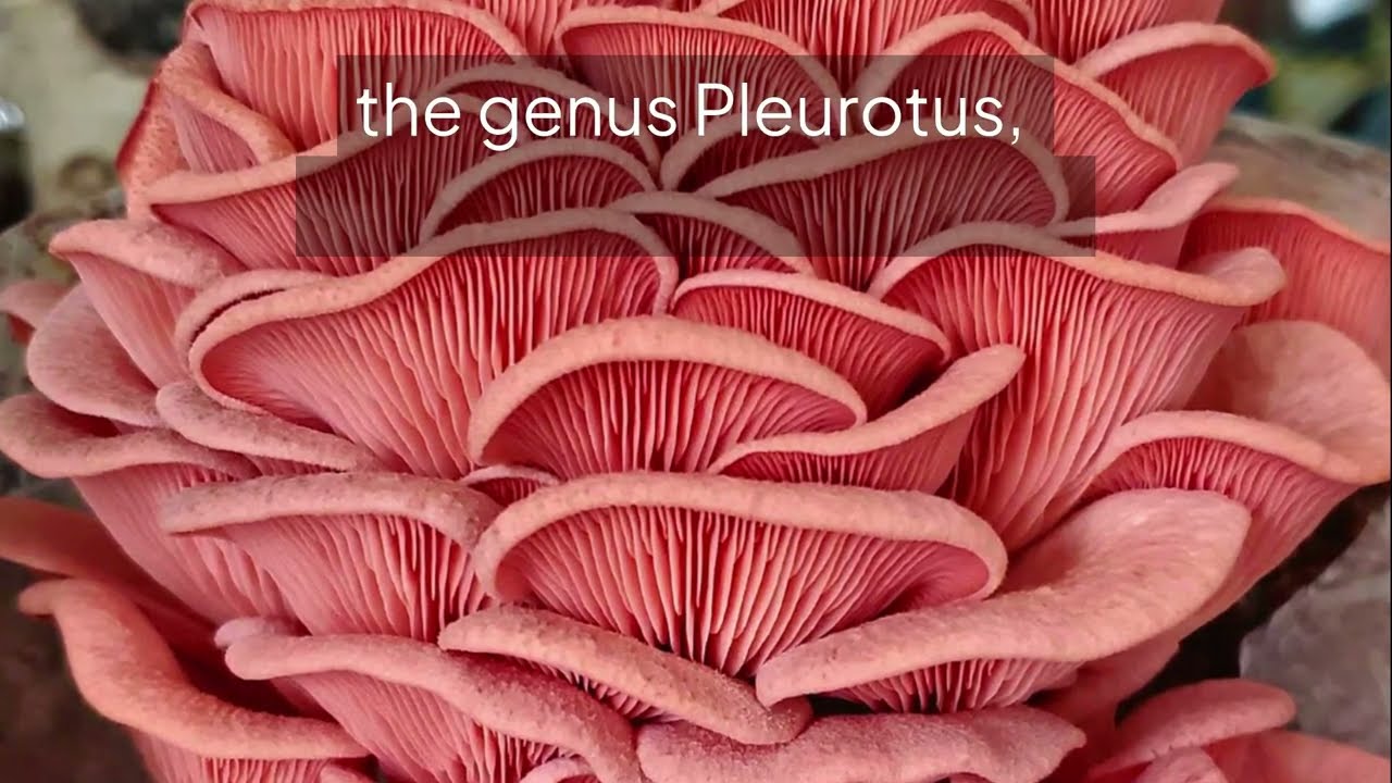 Oyster Mushroom Polyhouse Farming