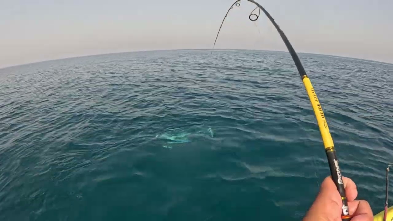 Napakalaking tanigue Ang kumagat