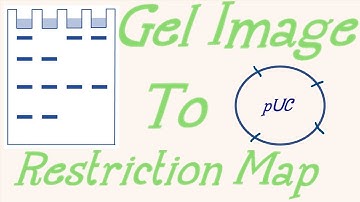Restriction mapping problem-Analysis of agarose gel image