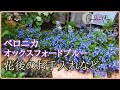 グランドカバー・ベロニカオックスフォードブルーの２年間/花後の手入れ/増やし方