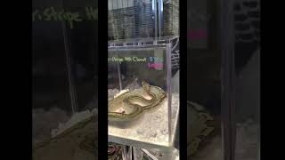 Prairie Exotica Day 2026 | Amazing Reptiles# Exotic Pets & Family Fun 🦎🐍