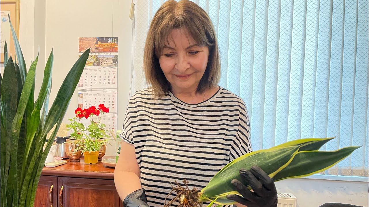 Սանսեիվերա(զոքանչի լեզու)- խնամքը, բազմացման գաղտնիքները