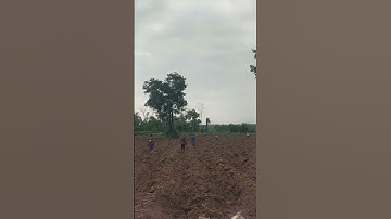 Cassava cultivation work #videos #agriculture #cassava #farmer #2025