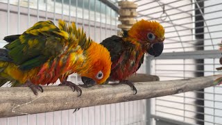 Sun conures done taking shower