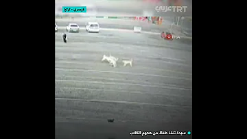 سيدة تنقذ طفلا من هجوم الكلاب 