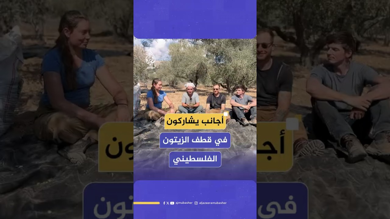 أجانب يشاركون في قطف الزيتون الفلسطيني
