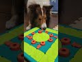 今の気分はここ!主張を曲げないシェルティ【会話ボタンでしゃべる犬】 #shorts #犬