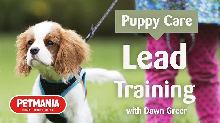Puppy Care - Lead & Walk Training your Puppy with ...