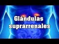 Glándulas suprarrenales