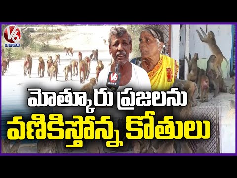 Monkey Menace Troubles People in Mothkur | V6 News - V6NEWSTELUGU