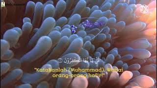SURAH AL -KAFIRUN || RECITER : FADLI ABDULLAH ||
