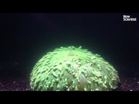 sea of thieves Coral bleaching filmed for the first time
