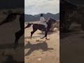الشيخ ابو مفلح