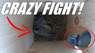 Blue Tits in CRAZY FIGHT Over Nest | A Hero Steps in(LIVE CAM FOOTAGE)