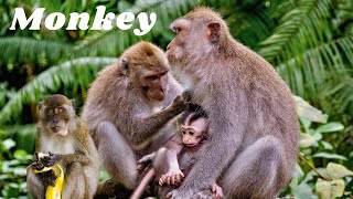 What's REALLY Going on with 4k Monkey Videos #monkey screenshot 3