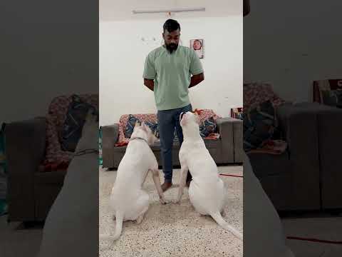 Focus Training Dogo Argentino Doglover Dogoargentino Dogstraning Dogtraining Dogoftheday