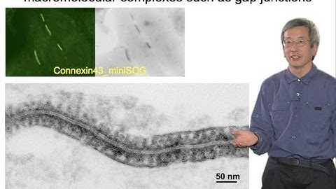 Microscopy: Correlating Fluorescence With Electron Microscopy (Roger Tsien)