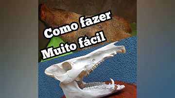 Como conservar uma cabeça de boi?
