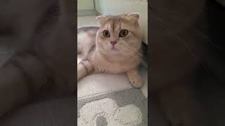 besu #cat #kitten #love #habesha #cutecat