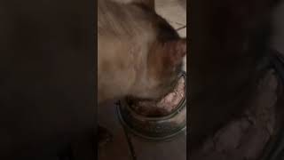 Asmr Reggie Munching Blink Chicken And Shredded Beef Catfood Not Sponsored