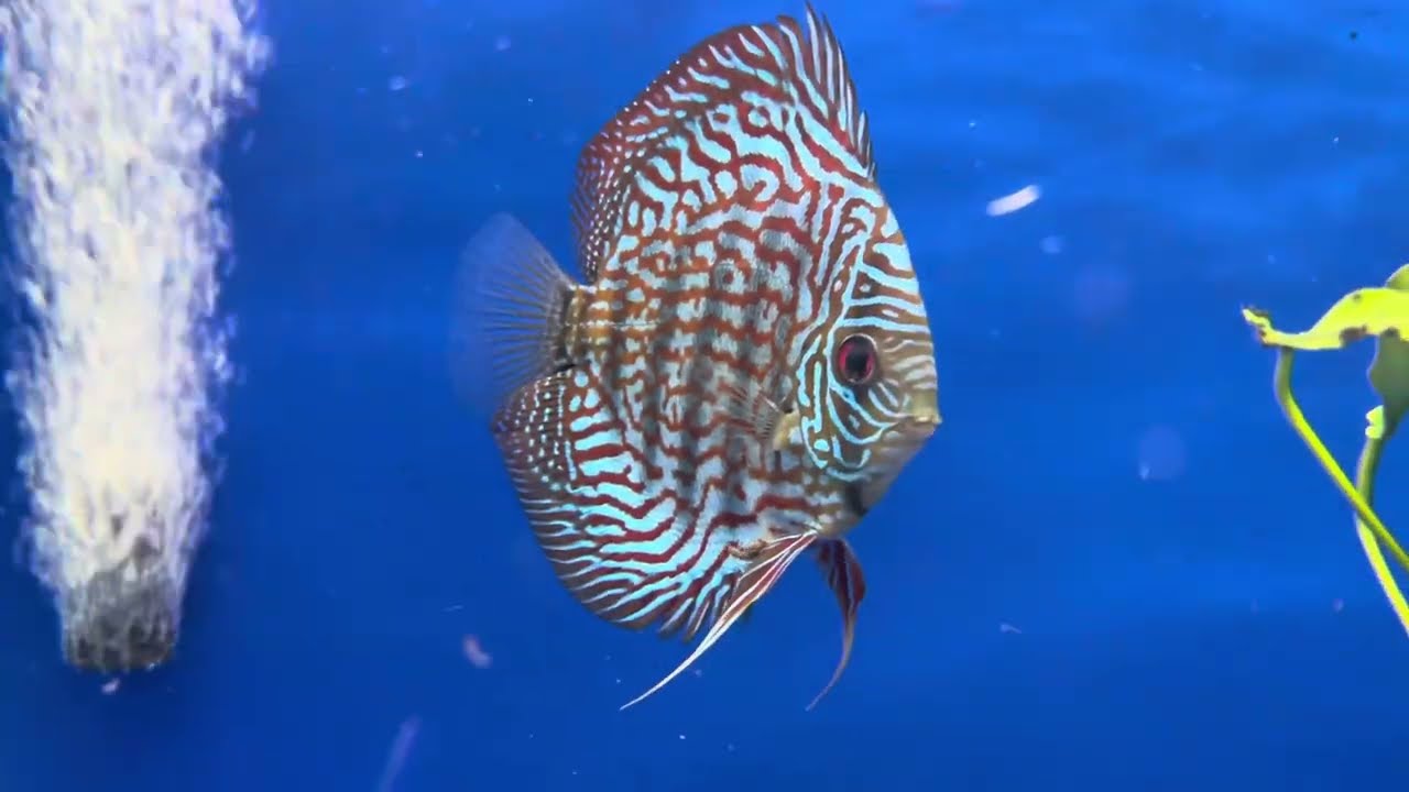 Содержать дискусов не так сложно, как кажется!