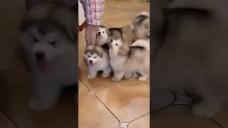 Baby Alaskan Malamute Puppies RunningFunny And Cute Puppies Compilation