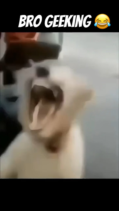 Dog laughing meme 😂 #shorts #meme #funny