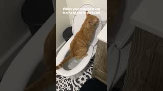 Cats Using The Bathroom To Go To The Toilet