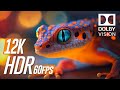 12K HDR 60fps Dolby Vision™ - Finest Detail