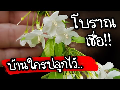 เผยความเชื่อ!! ใครคิดจะปลูกต้นโมกไว้ที่บ้าน เรามีความเชื่อของคนโบราณ..ว่าไว้แบบนี้ | Nava DIY