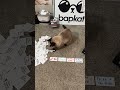 Bad Choices Game