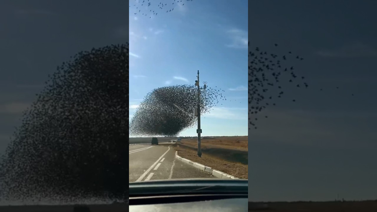 Эти уникальные кадры были засняты в Крыму🐦‍⬛🦅 