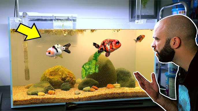 Aquascape Tutorial: Fancy Goldfish Planted Aquarium (How To: Step