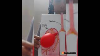 Respiratory system model | class 8th | NCERT | C.B.S.E.