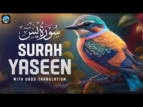 Surah Yasin ( Yaseen ) with Urdu Translation | Quran Tilawat Beautiful Voice | Hindi Tarjuma | EP209