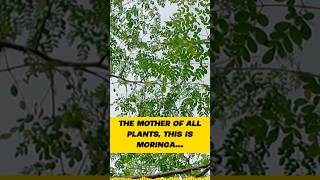 THE MOTHER OF ALL TREES