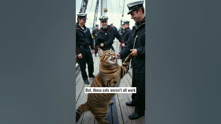 Video 11793441: maine coon cat meets, feline giants