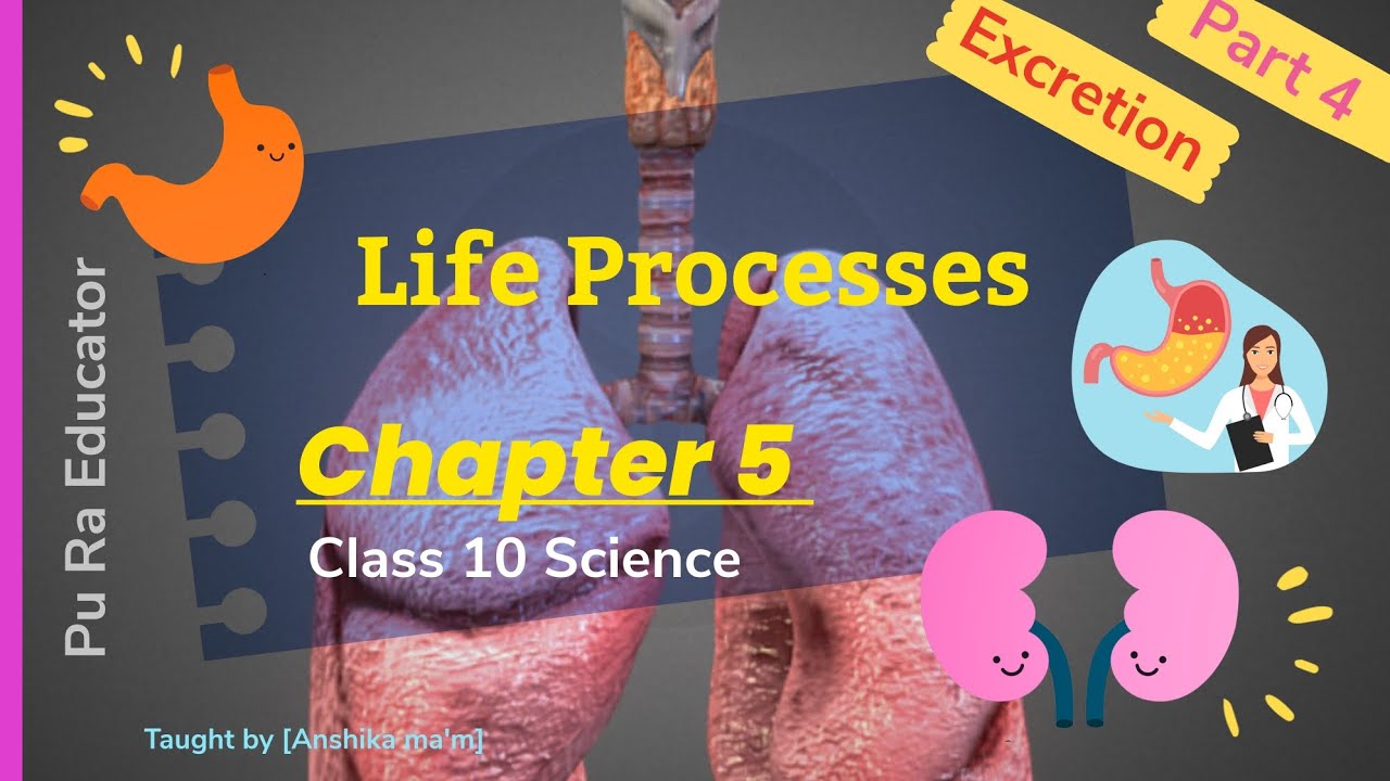 Biology Life Processes - Excretion Complete Chapter | Class 10 Science | NCERT Covered 