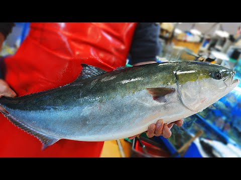 ㅈㄴ 큰 돼지방어 가격도 ㅈㄴ 비싼데 과연 맛은? / Amberjack Cutting, sashimi_Korean food