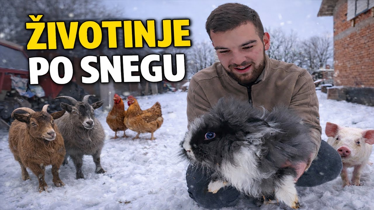 ŽIVOTINJE PO SNEGU, PREGRADJUJEMO ŠTALU, JAGNJE SE OVCE!