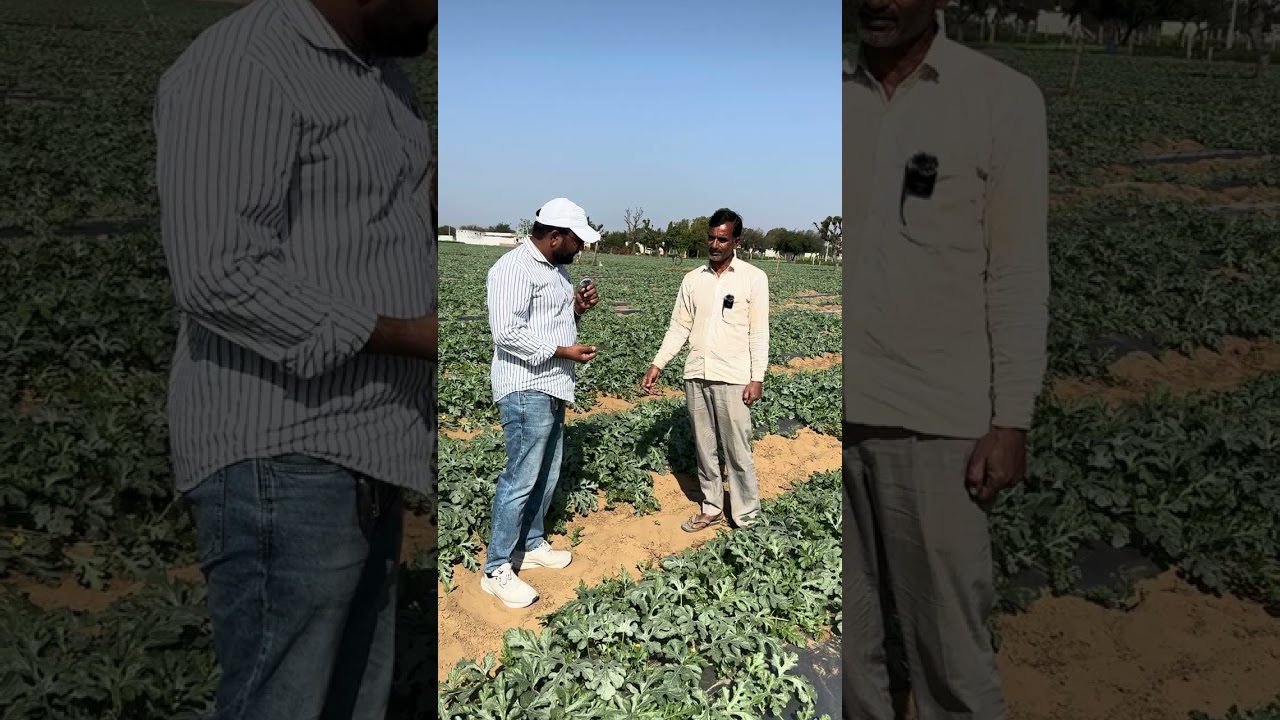 तरबूज की खेती । मतीरे की खेती कर के ज़्यादा मुनाफा कैसे कमाये 