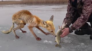 Эти Животные ЗВАЛИ НА ПОМОЩЬ! Попробуй Не Заплакать! 😭 Топ 20 Моментов Спасения! ENG SUB