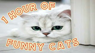 Смешные кошки - 1 ЧАС ЮМОРИТЕЛЬНЫХ КОШЕК - СМЕХ ВИДЕО 😺