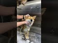 Shiba inu dog grooming