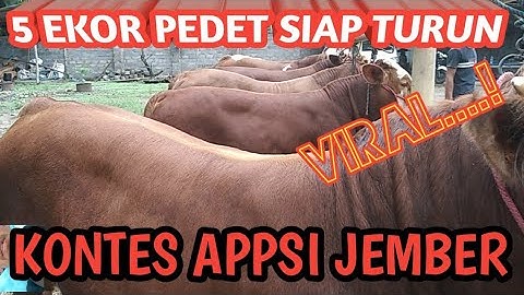 5 ekor pedet siap gemparkan kontes APPSI