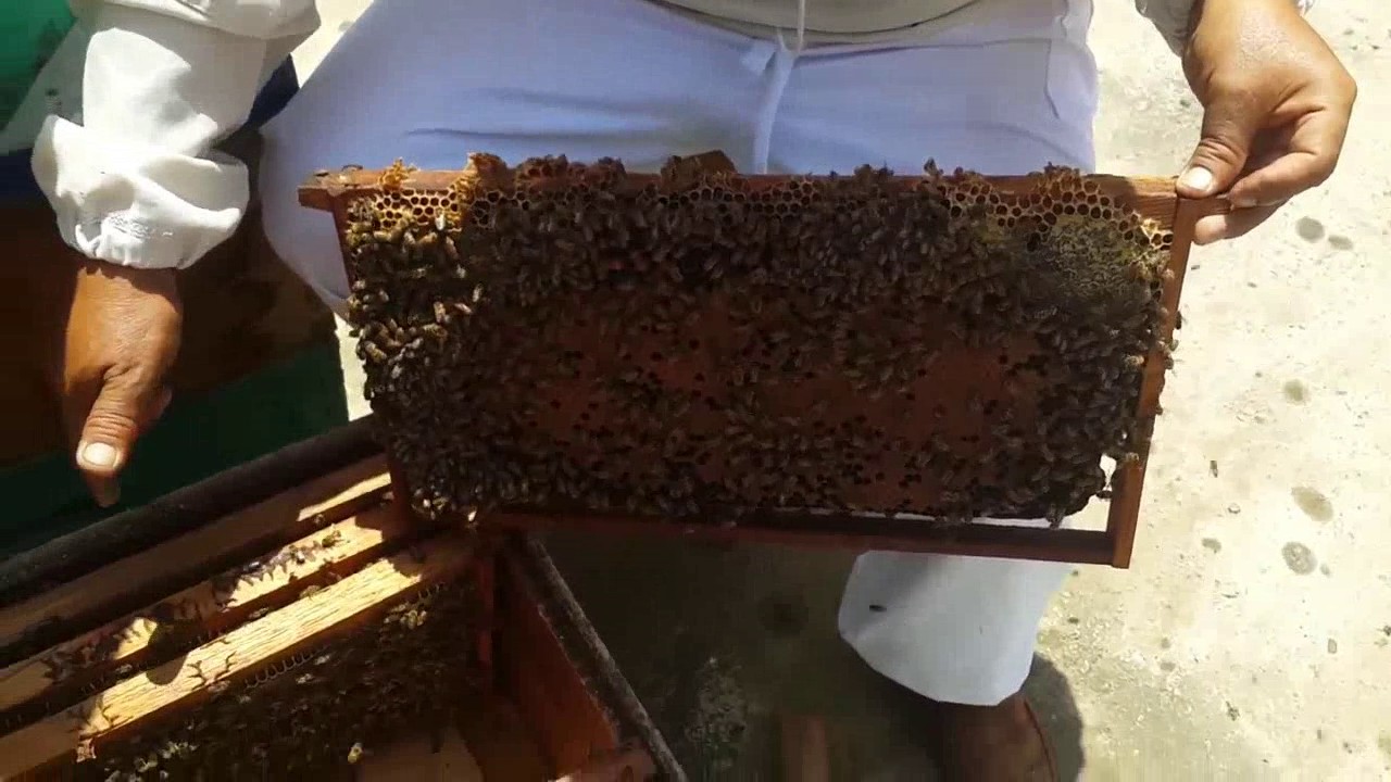 Crianza de reyna en Perú lección 1