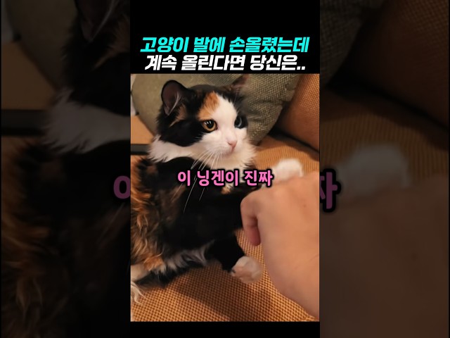 고양이 발위에 손을 올렸는데 다시 올리는 진짜 이유