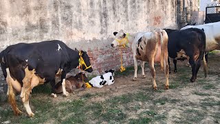 हरियाणा डेयरी की मिल्किंग करवा के 25 ली दूध वाली 1-2 ब्यांत एच.एफ 88 हजार के हिसाब में #HaryanaDairy